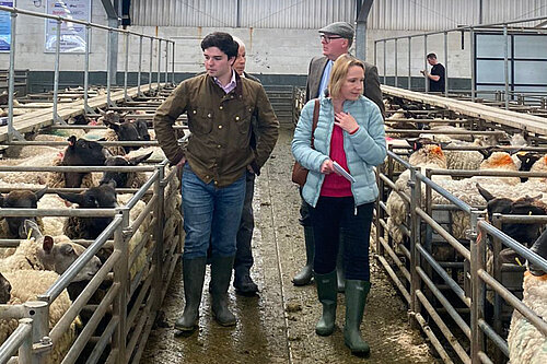 Helen at a North Shropshire livestock market