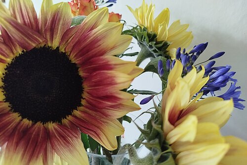 Cut flowers, including sunflowers